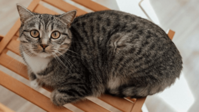 kucing mujair e1744464844596