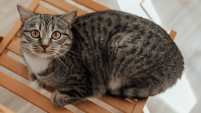 kucing mujair e1744464844596