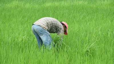 nepalese farmer 7368037 1280 e1731482018436