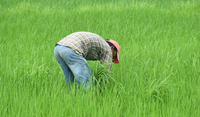 Program Petani Milenial 2024 Resmi Diumumkan, Gajinya 10 Juta Lho!