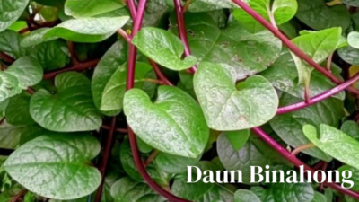 Daun Binahong e1735142047470