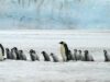 emperor penguins 2821897 1280 e1734186059180
