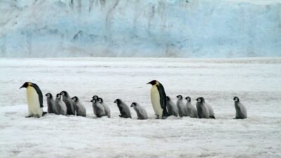 emperor penguins 2821897 1280 e1734186059180