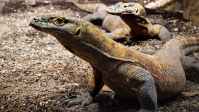 komodo dragon 7307297 1280 e1734876327610