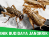 Budidaya jangkrik