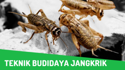 Budidaya jangkrik
