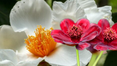 Bunga langka di dunia