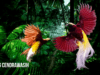 Burung cendrawasih