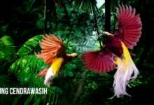 Burung cendrawasih