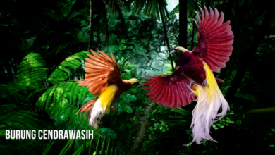 Burung cendrawasih