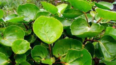 Daun mangkok