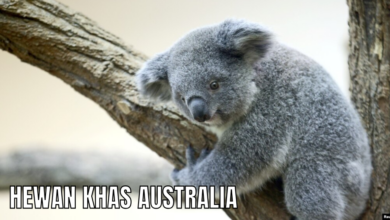 Hewan Khas Australia