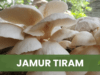 Jamur tiram siap panen