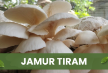 Jamur tiram siap panen