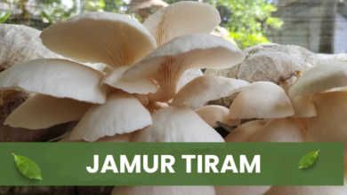 Meraup Cuan Dari Budidaya Jamur Tiram, Ini 5 Langkahnya! 19 Jamur tiram siap panen
