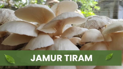 Jamur tiram siap panen