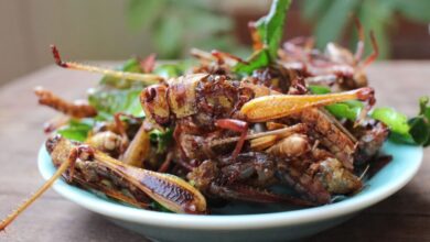 belalang goreng e1738332088402