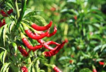 chili 2364 1280 e1736258894982