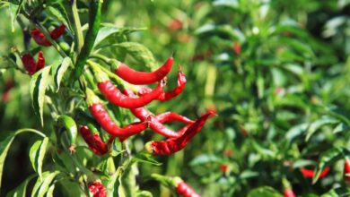 chili 2364 1280 e1736258894982