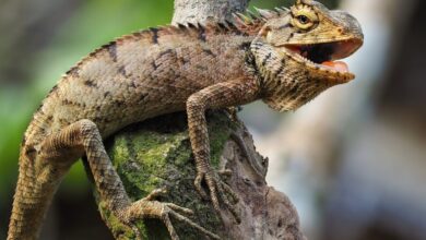 iguana e1736571385701