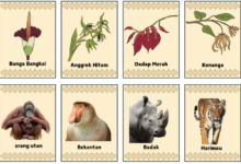 Keanekaragaman hayati di Indonesia e1740643071746