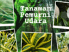 Tanaman pemurni udara