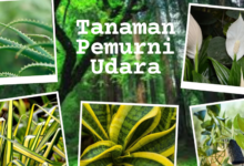 Tanaman pemurni udara
