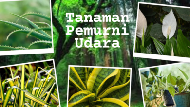 Tanaman pemurni udara