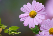 Tanaman pengusir serangga