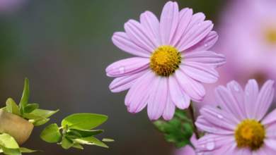 Tanaman pengusir serangga