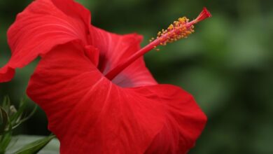 hibiscus 7577002 1280 e1738552713187