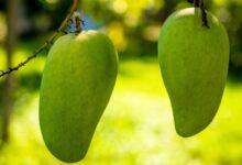 mango 344502 1280 e1738728750716