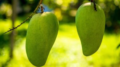 mango 344502 1280 e1738728750716