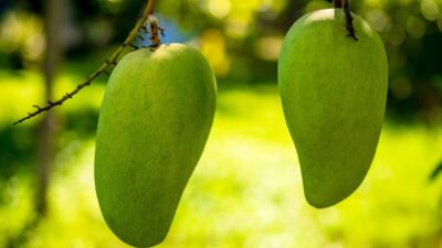 mango 344502 1280 e1738728750716
