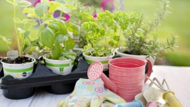 planting 4226838 1280 e1738373319678