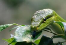 pointed snake 921688 1280 e1738594482614