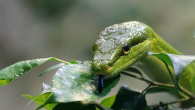 pointed snake 921688 1280 e1738594482614