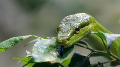 pointed snake 921688 1280 e1738594482614