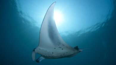 stingray 2311561 1280 e1738430444978