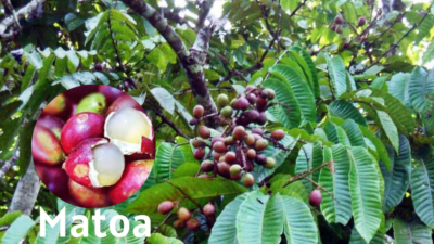 Buah Matoa