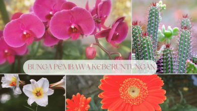 Bunga pembawa keberuntungan