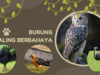 Burung paling berbahaya di dunia