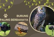5 Burung Paling Berbahaya di Dunia, Nomor 1 Ada di Indonesia! 2 Burung paling berbahaya di dunia
