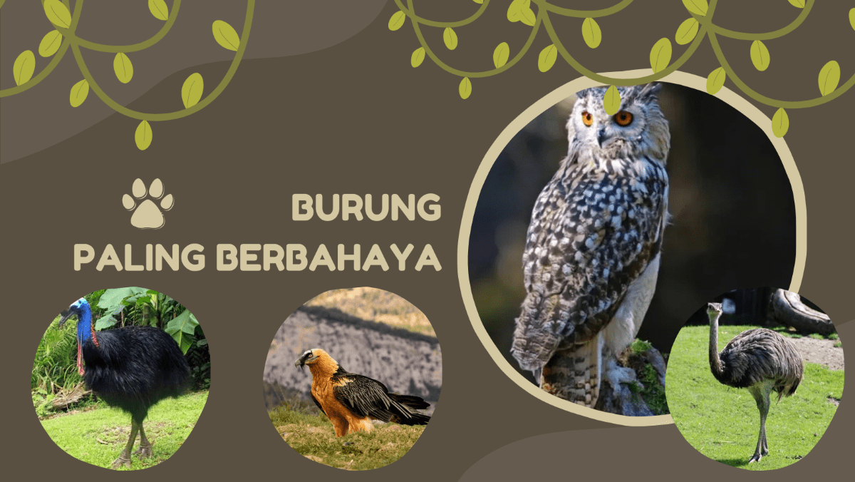 5 Burung Paling Berbahaya Di Dunia Nomor 1 Ada Di Indonesia BekelSego
