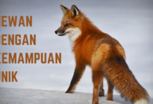 Hewan dengan kemampuan unik