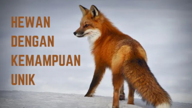 Hewan dengan kemampuan unik