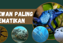 6 Hewan Paling Mematikan di Dunia, Nomor Dua Dapat Menyerang Dalam Hitungan 0,015 Detik! 8 Hewan paling mematikan di dunia