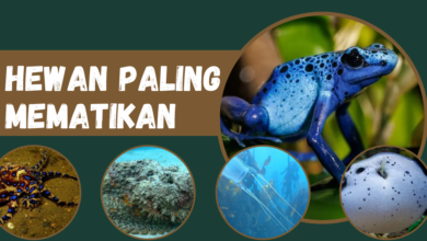 Hewan paling mematikan di dunia