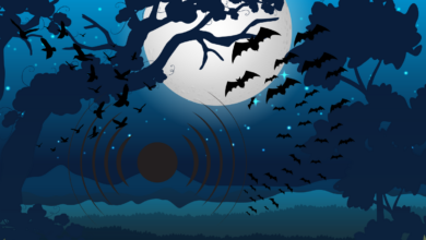 Ilustasri Hewan yang mempunyai kemampuan ekolokasi