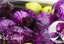 Biasa dibuat Salad, Ini 7 Manfaat Kol Ungu Bagi Kesehatan Tubuh 3 Kol ungu